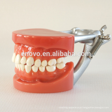 Fabricante Diretamente Venda Prática Modelo Dental com Cera Fixa Parafuso Dentes 13007
